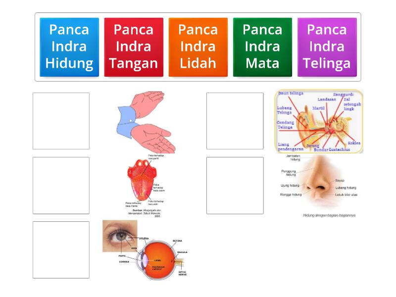 Mengenal Panca Indra Manusia - Match Up