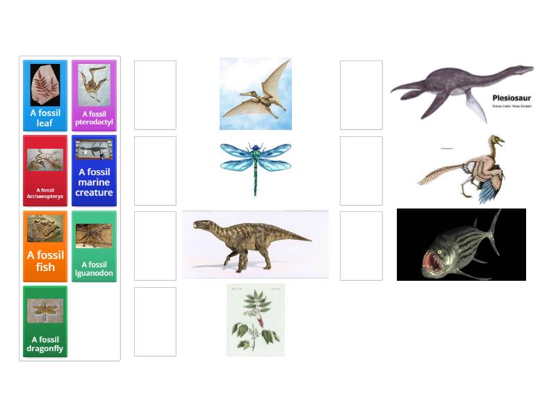 Fossils Match Up
