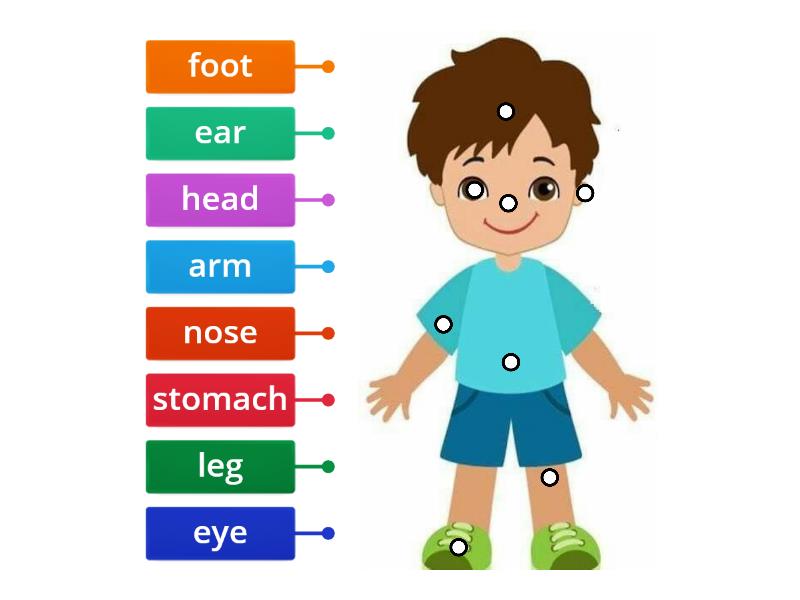 Body Parts - Labelled Diagram