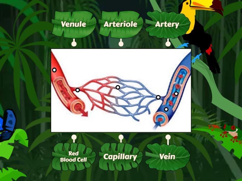 Labelled diagram Biology Diagrams