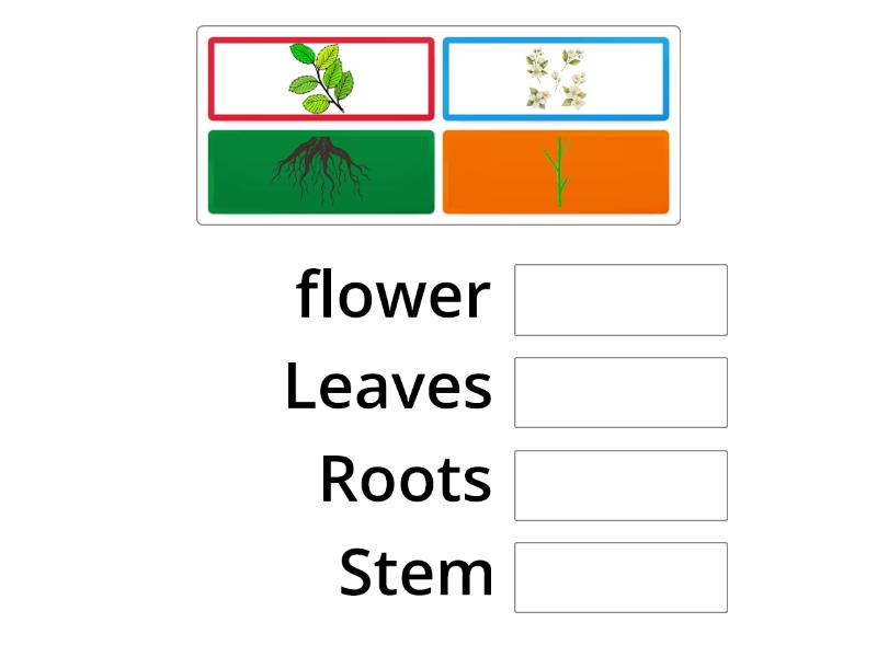 Plant parts - Match up