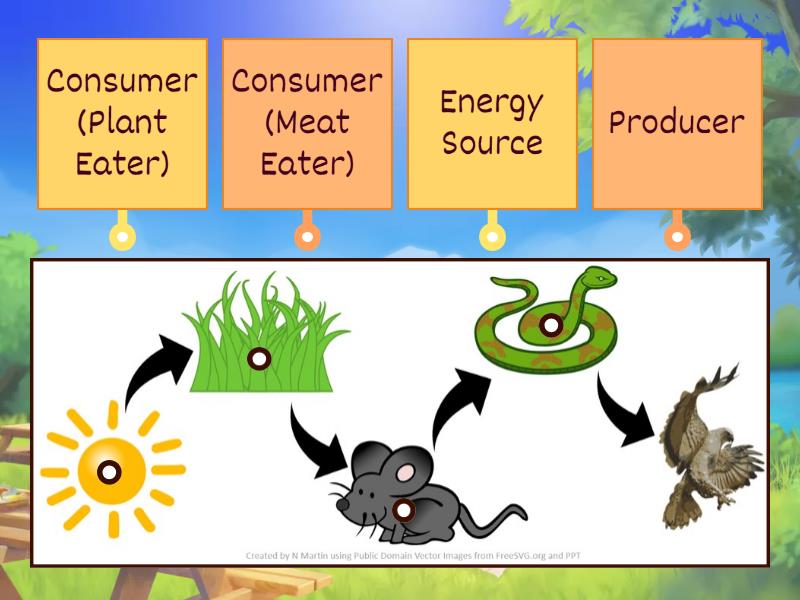 Food Chain Match - Labelled diagram