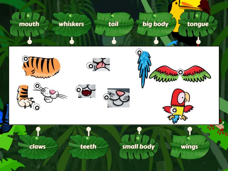 bugs team 3 animals wordwall