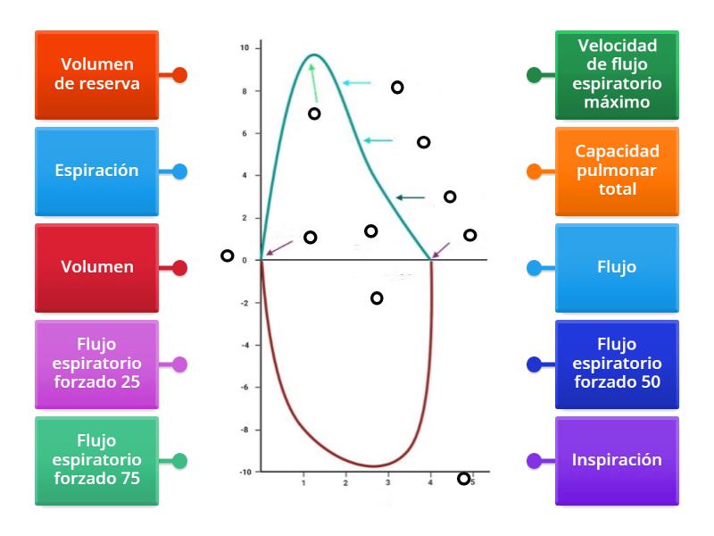 Curva Flujo Volumen Diagrama Con Etiquetas