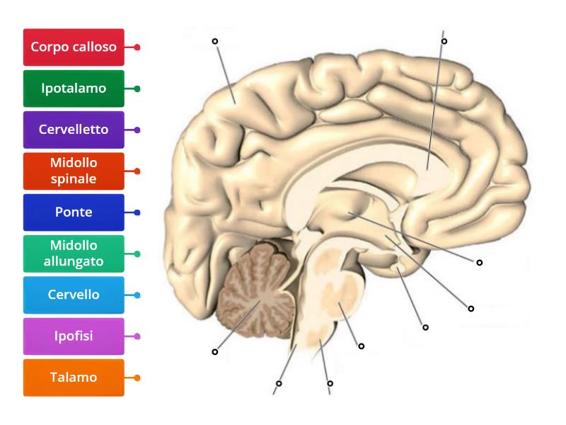 Encefalo (sezione 2). - Labelled Diagram
