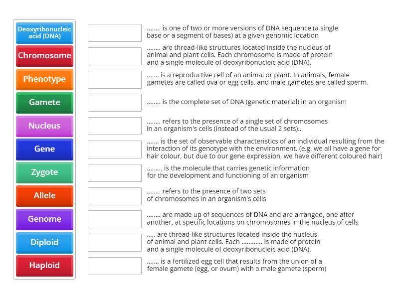 Genetics Key Word Match Up - Une las parejas