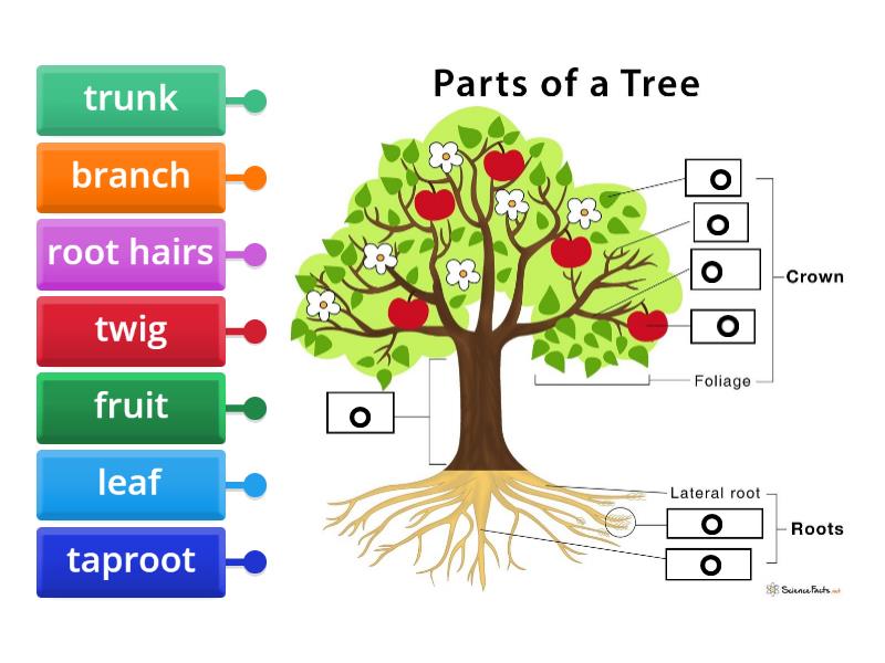 parts of a tree - Labelled diagram