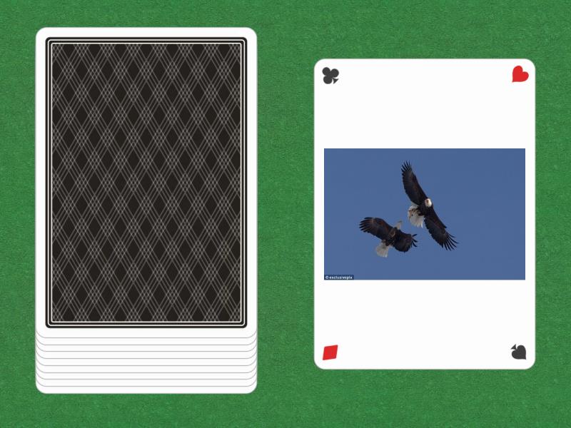 YN questions - Speaking cards