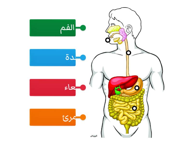 الجهاز الهضمي مخطط المربعات 2233