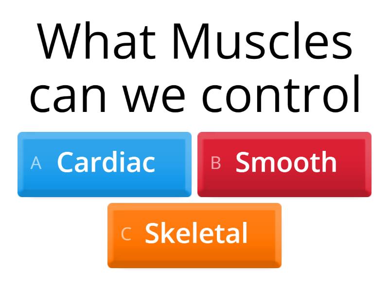 Muscles Quiz