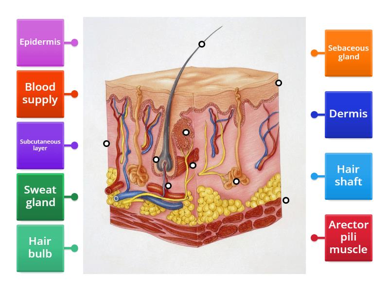 Skin Structure - Labelled diagram