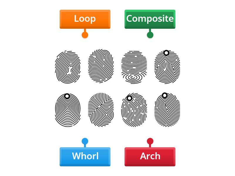 Fingerprint Analysis Labelled Diagram