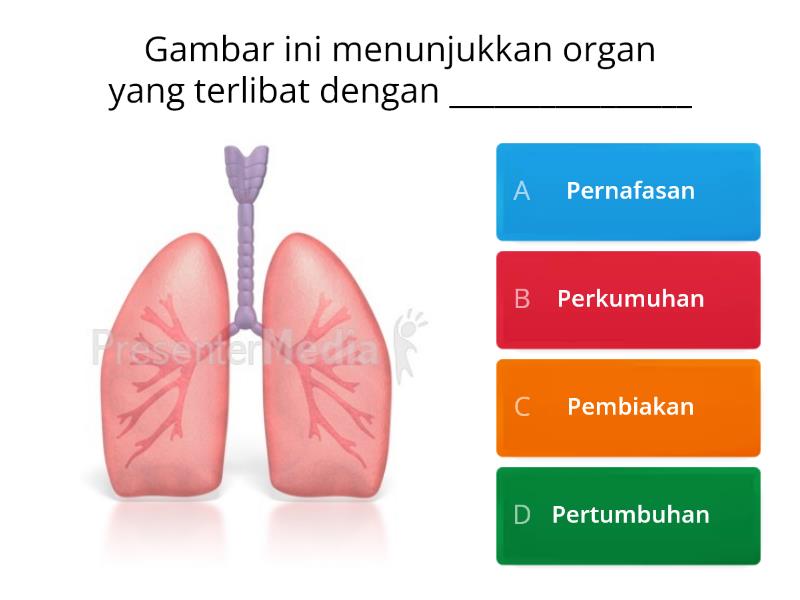 Pernafasan Manusia - Quiz