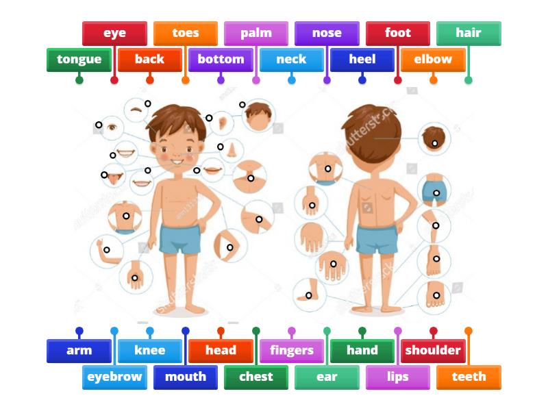 Body Parts - Labelled diagram