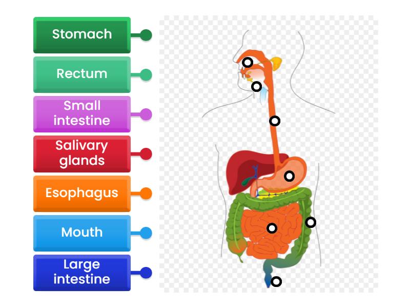 Digestive System - Labelled diagram