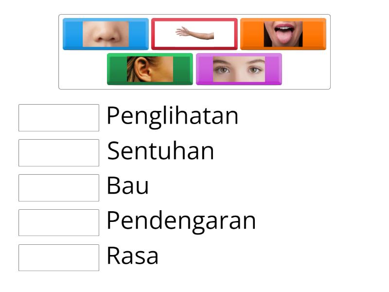 Mari mengenal anggota deria - Match up