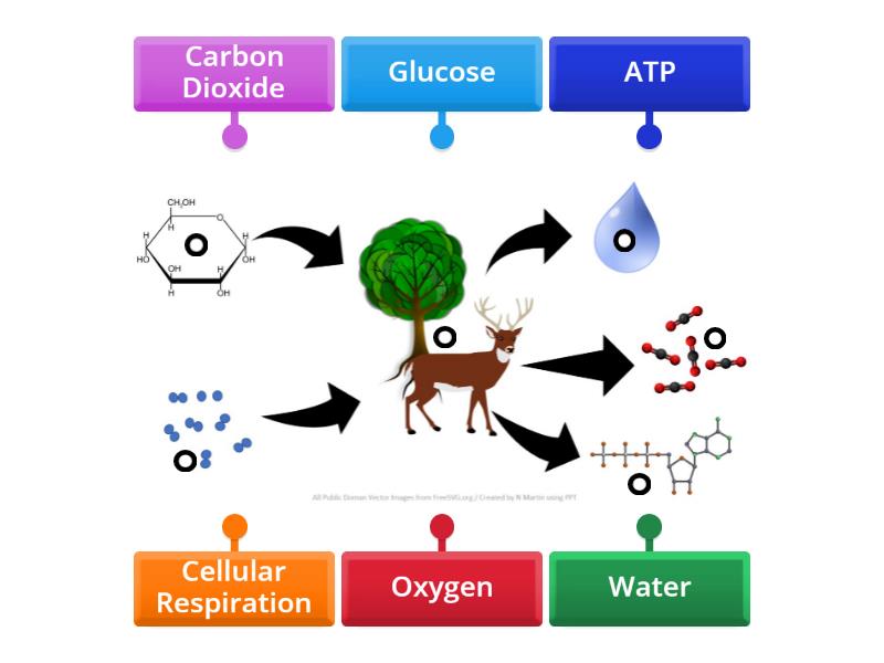 Label Cellular Respiration Labelled Diagram