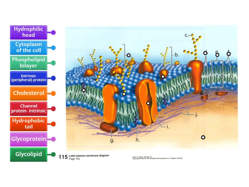 Cell Membrane NGS L6th - Labelled diagram