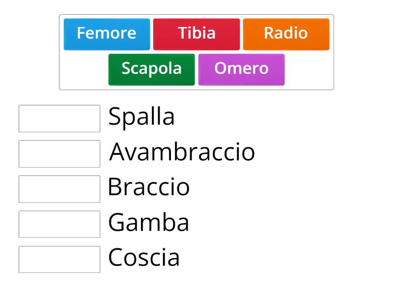 Le Ossa Del Corpo Umano Une Las Parejas