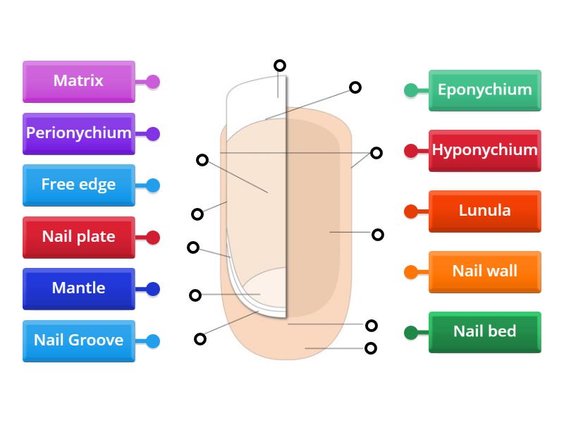 Label the Nail Structure (VRQ L2) - Labelled diagram