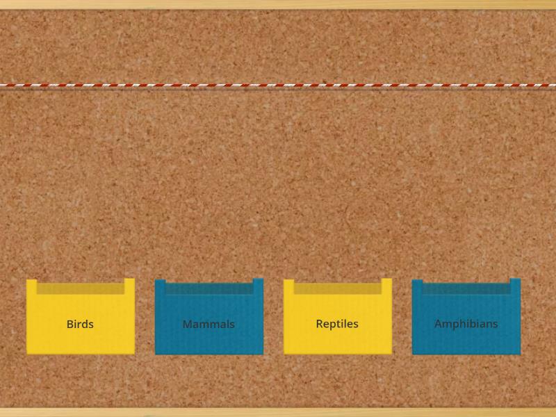 Vertebrates classification - Speed sorting