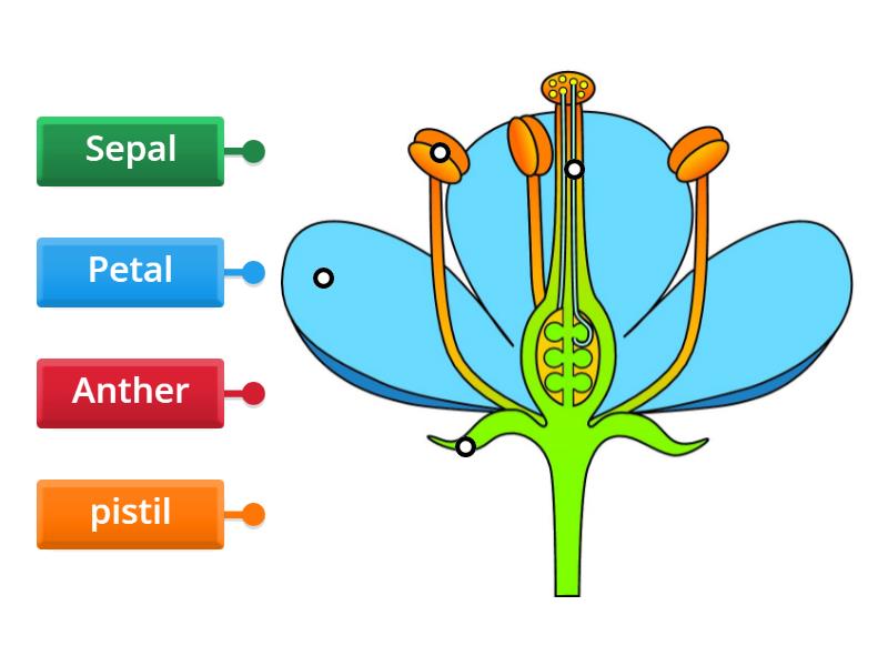 Major Parts of a Flower - Labelled diagram