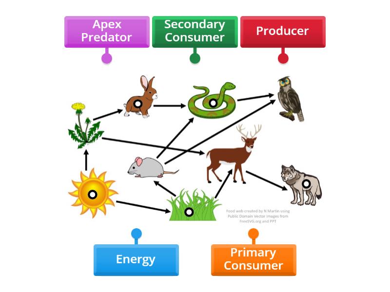 Food Web - Labelled diagram