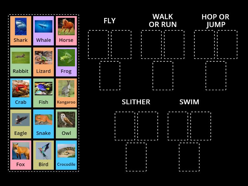 Animals and their movements 1st grade - Classificação em grupos