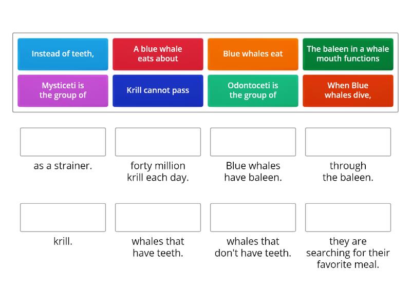 Blue whales giant mammals 23-06 - Match up