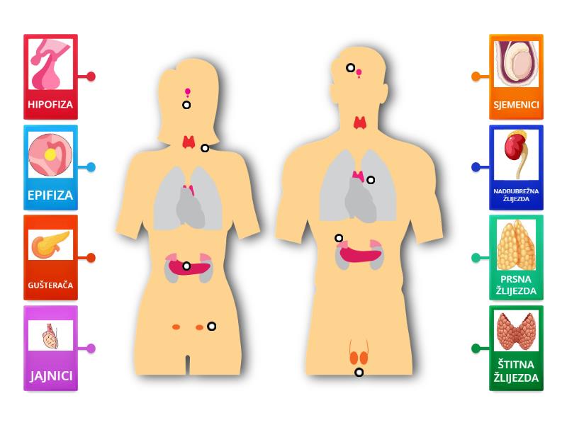 Endokrine žlijezde - Labelled diagram