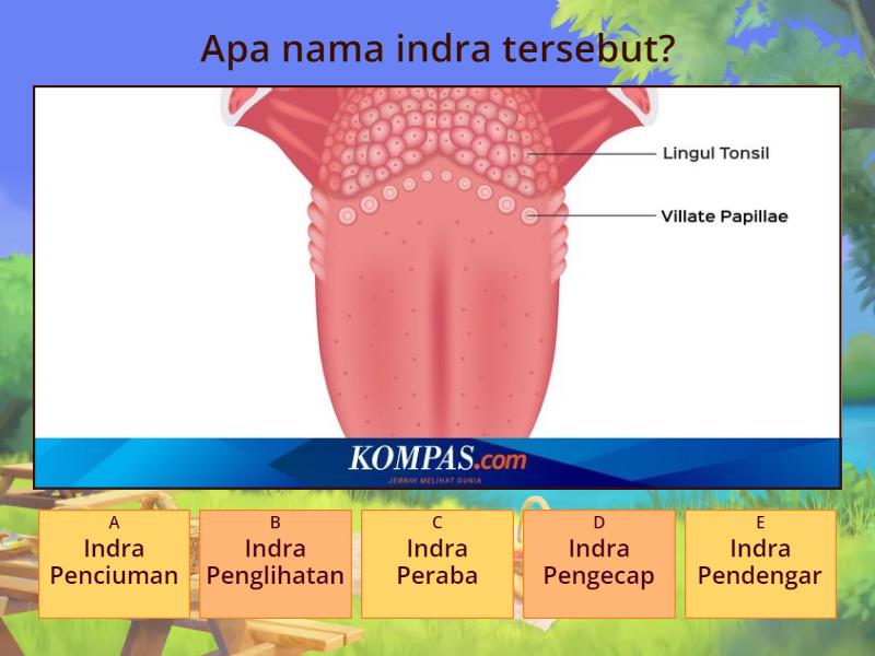 Macam-macam Alat Indra - Quiz