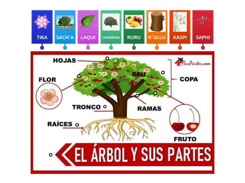 PARTES DE LA PLANTA QUECHUA - Labelled diagram