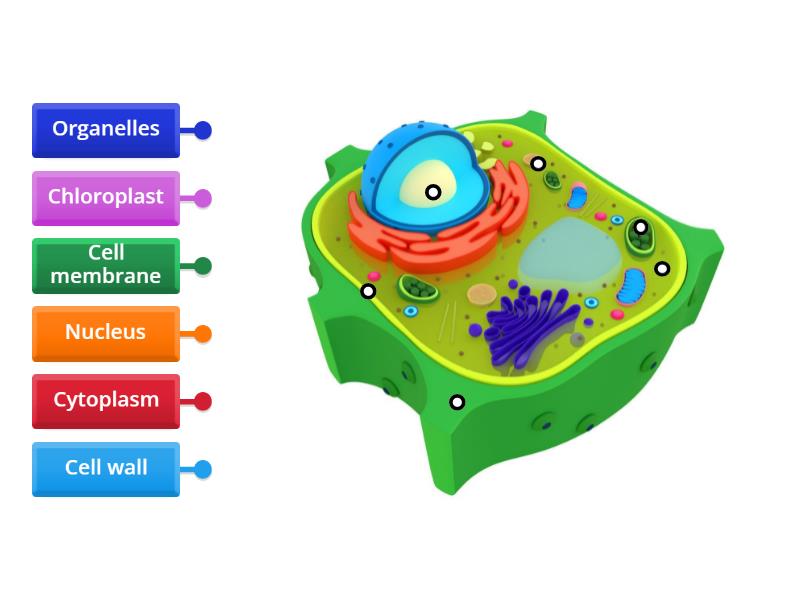 Parts of the Plant Cell - Labelled diagram