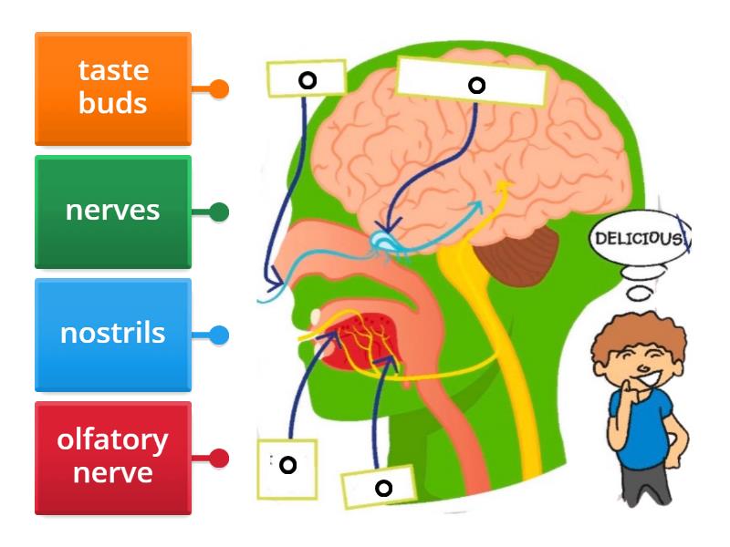Senses of smell and taste Biology Diagrams