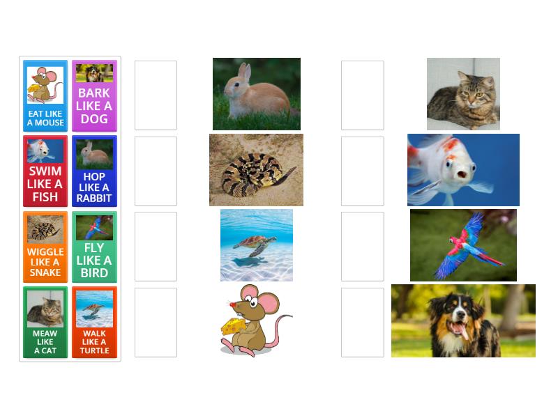 PETS - Match up