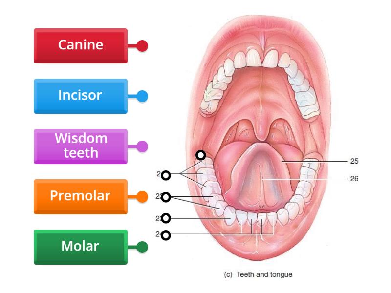 Label Teeth - Labelled diagram