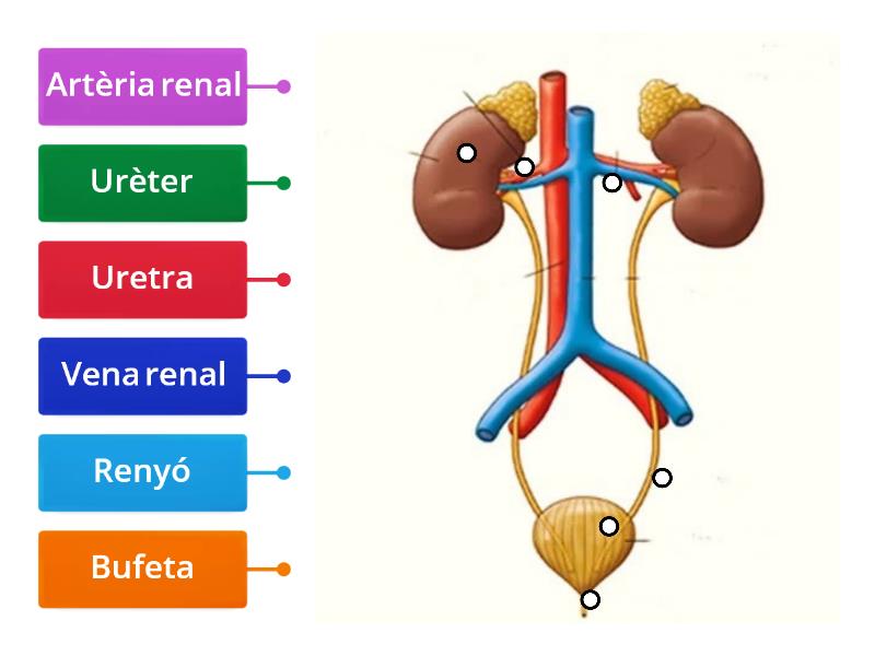 Laparell Excretor Diagrama Con Etiquetas 1518