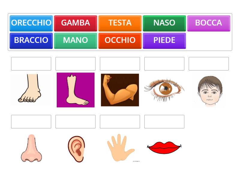 le parti del corpo - Matching pairs