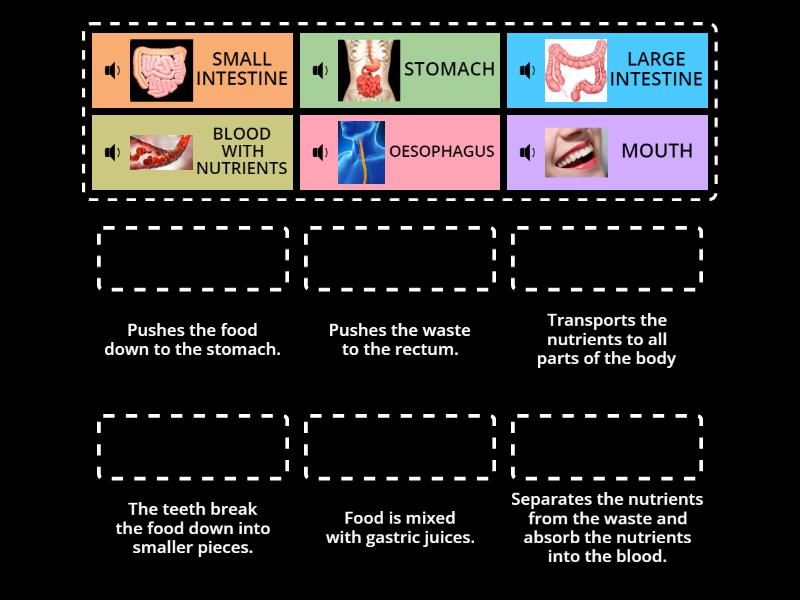 Stages Of Digestion Match Up