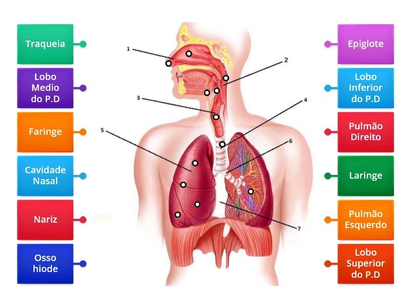 Sistema Respiratorio Diagrama Con Etiquetas