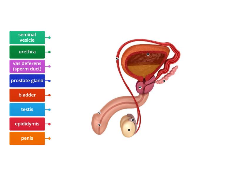 Male reproductive system - Labelled diagram