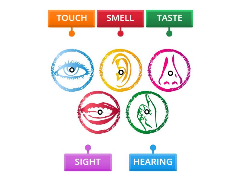 5 SENSES - Labelled diagram