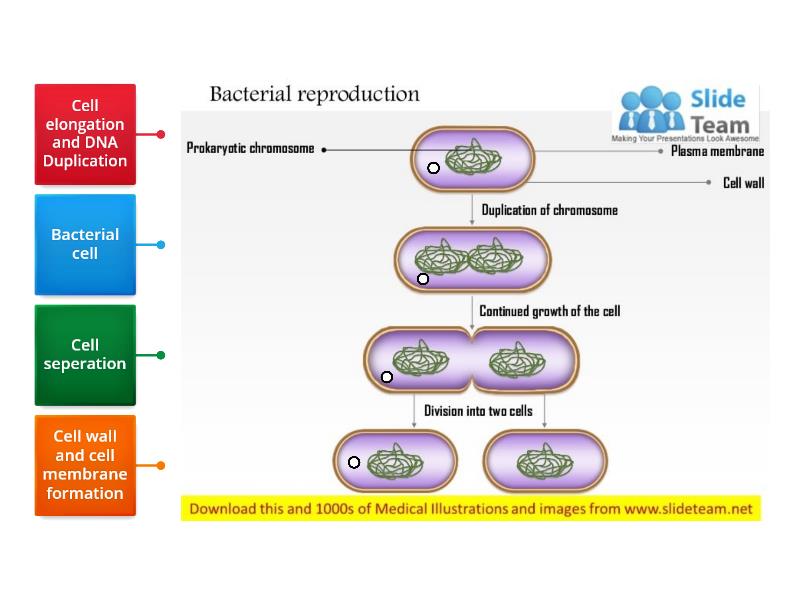 Bacteria Reproduction - Labelled Diagram