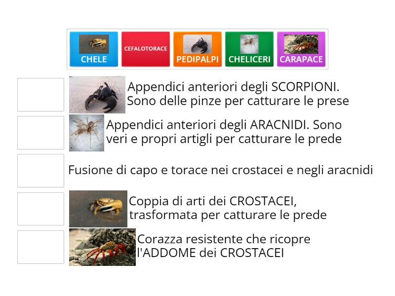 ARTROPODI -definizioni- - Une las parejas
