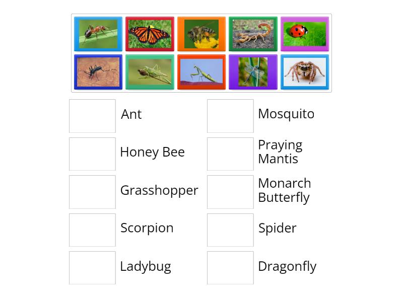 Insects - Match up