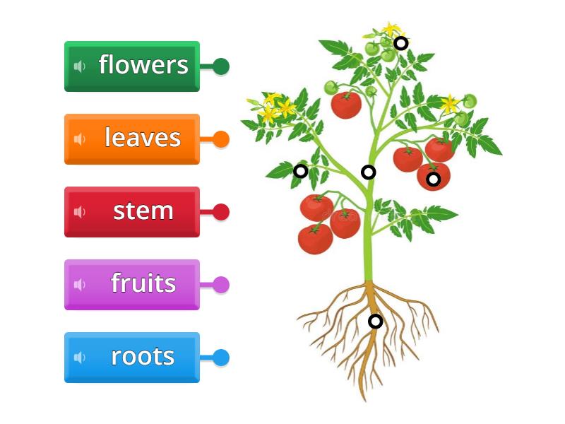 Parts of a plant - Labelled diagram