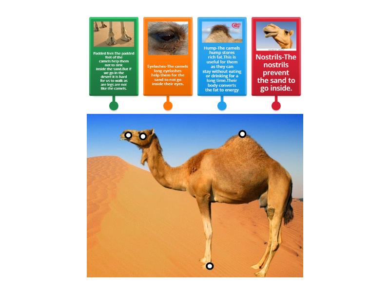 camel - Labelled diagram