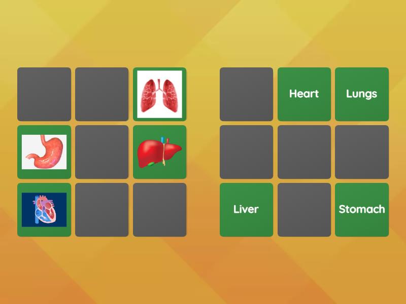 SPECIALISED CELLS - KS3 SCIENCE - Matching pairs