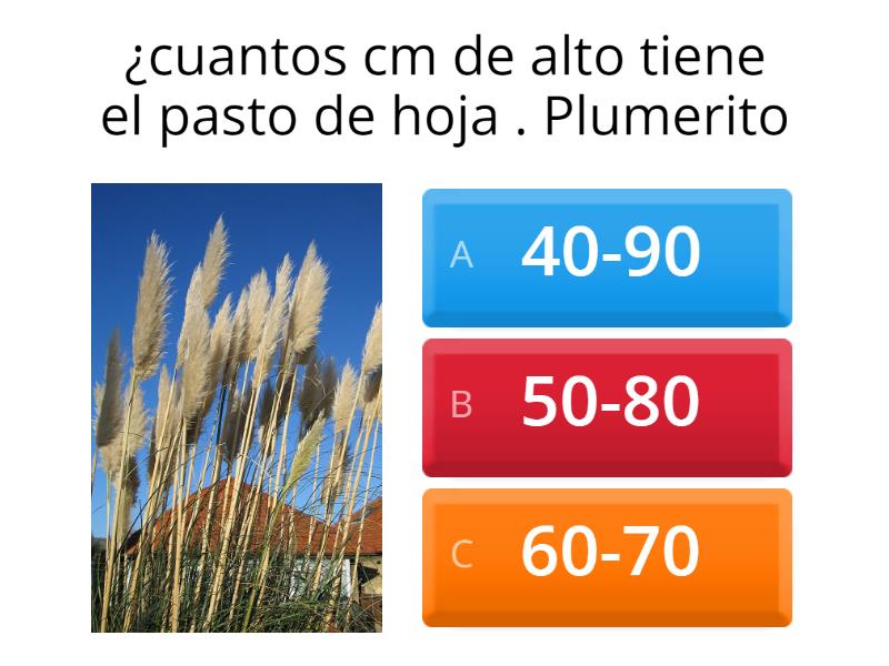 cuestionario-quiz