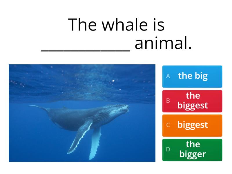 Superlatives Animals Quiz